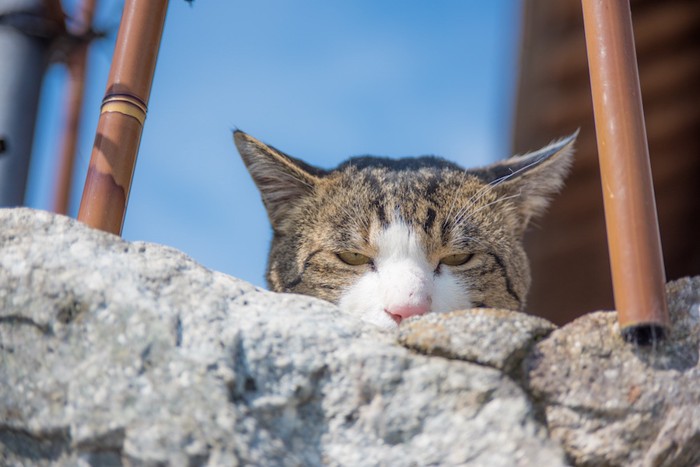 警戒して隠れている猫