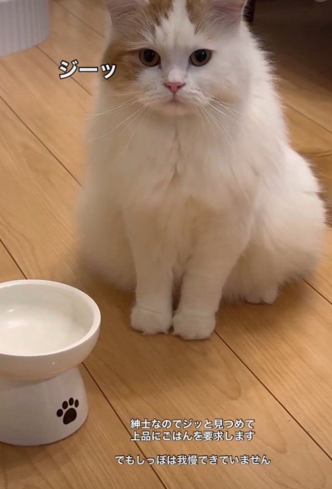 座ってこっちを見つめる猫