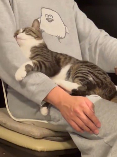 飼い主の腕を前足で挟む猫
