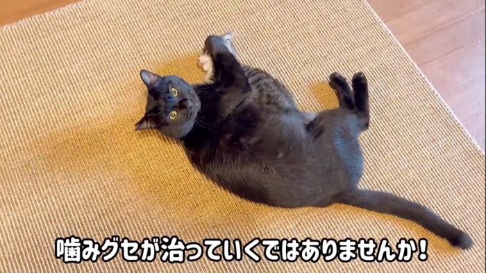 カメラ目線の黒猫