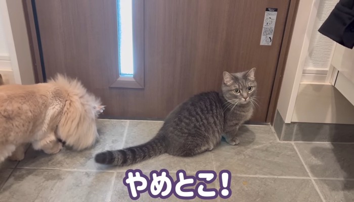 やめとこ！