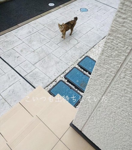 家の前で飼い主さんを出待ちするキジトラ猫