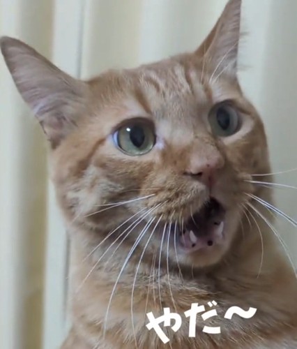 嫌がる猫