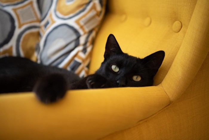 くつろぐ黒猫