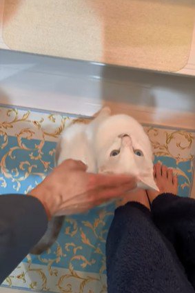 パパさんに撫でてもらう猫