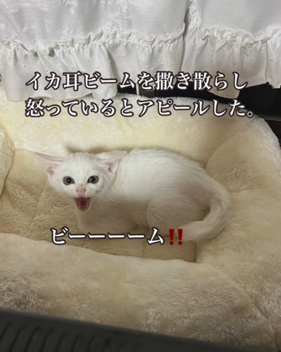 威嚇する子猫