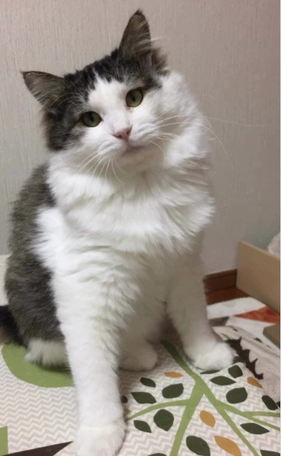 座っている猫