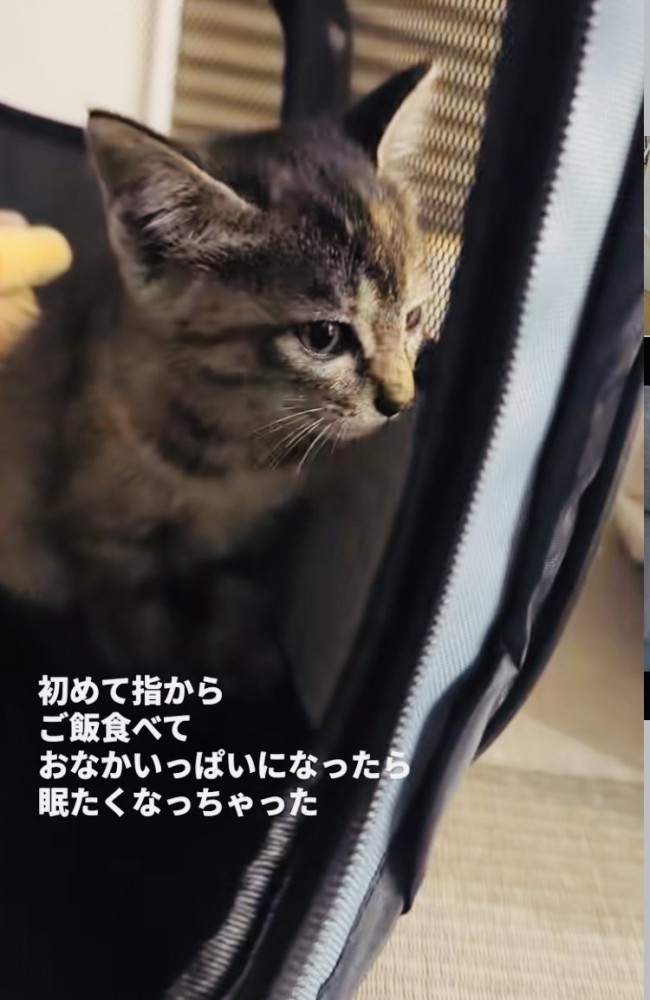 ウトウトする子猫