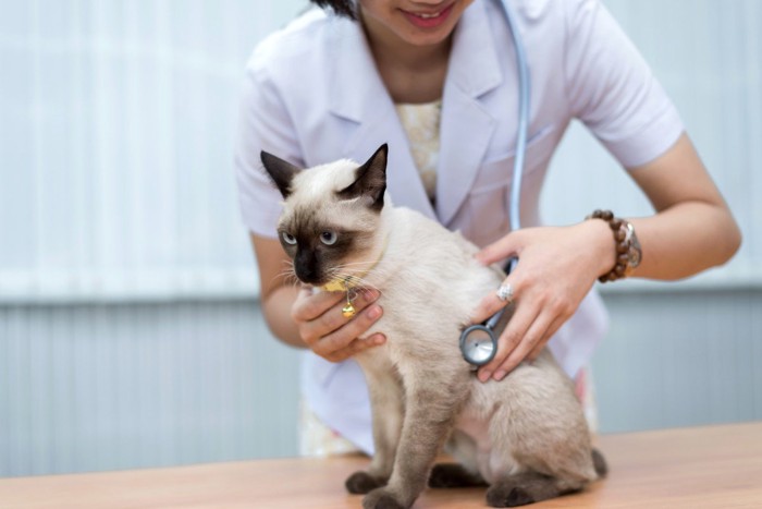 診察中の猫