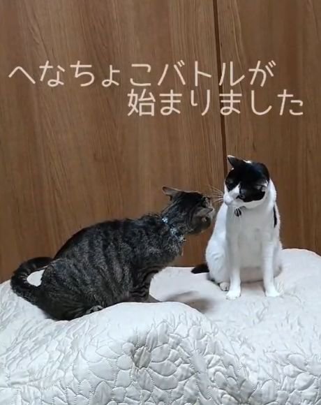 顔を近づけあう2匹の猫