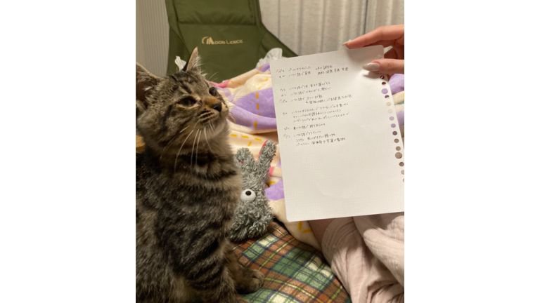 室内にいる猫