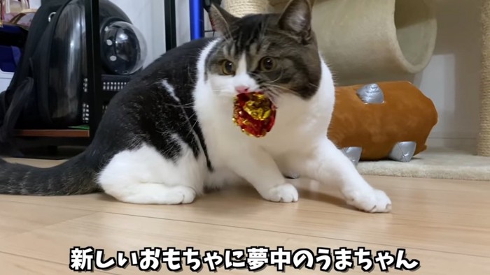 おもちゃをくわえる猫