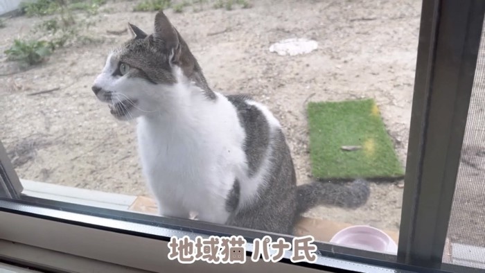 窓の外にいる猫