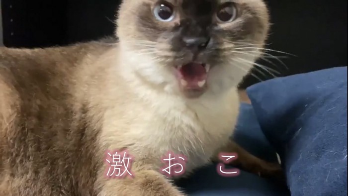 怒る猫