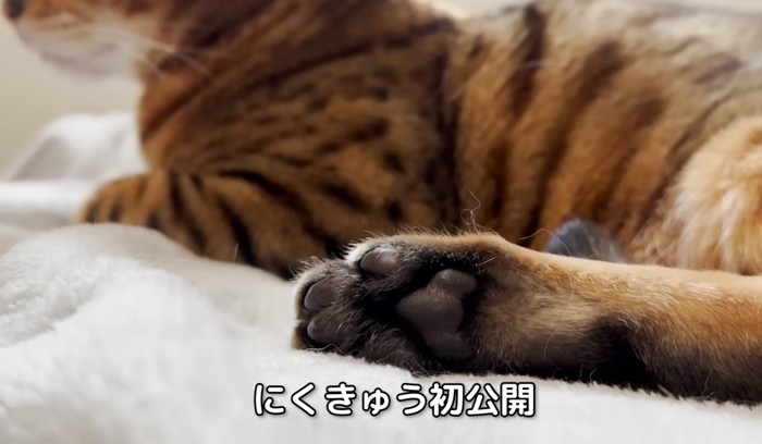 猫の肉球