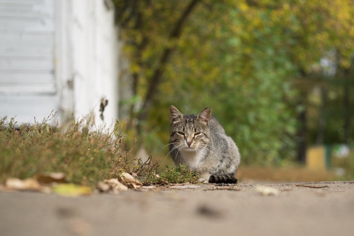 道端でこちらを見つめる猫