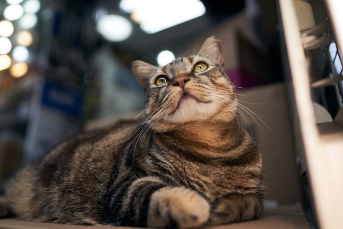 上を見上げる猫