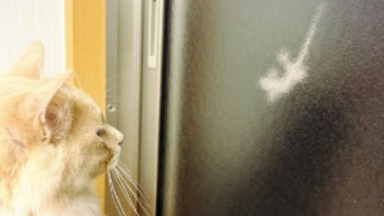 猫とヤモリ