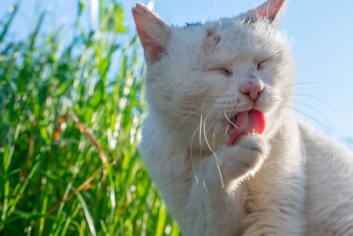 手を舐めている猫