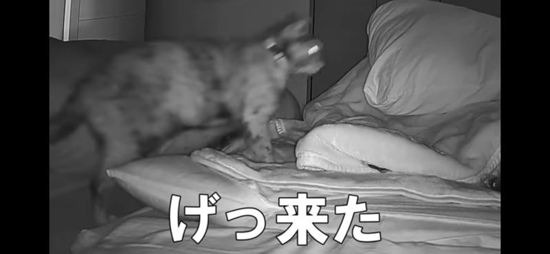 暗い寝室と猫