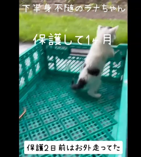 箱から出ようとする子猫