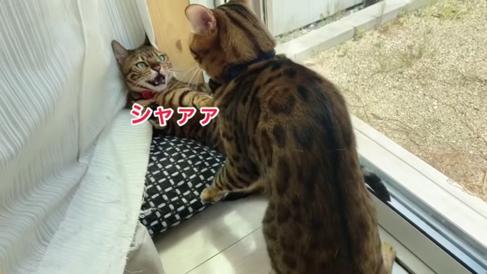 ケンカをする2匹の猫