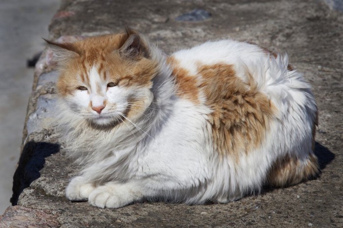 風に吹かれる毛がボサボサの猫