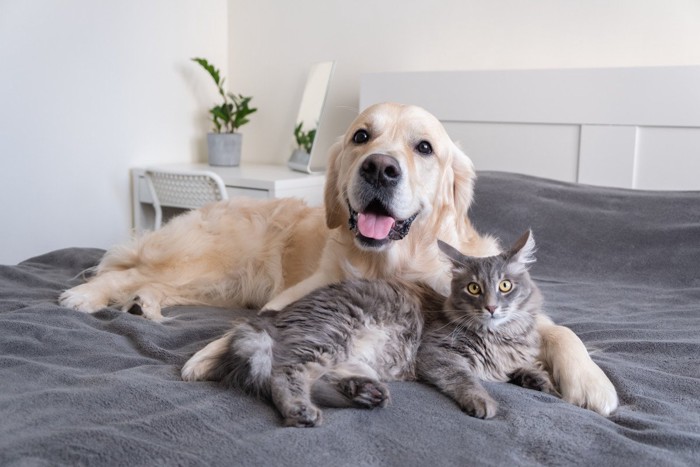 仲良しの犬と猫