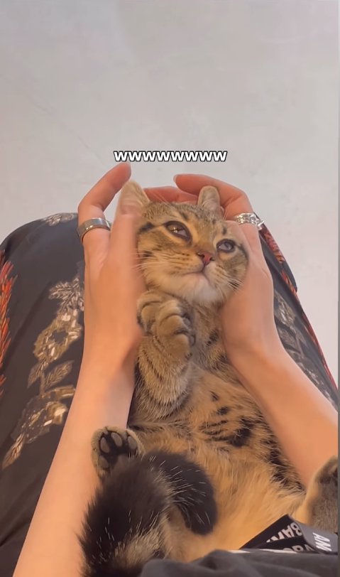 目の半分が瞬膜で覆われている子猫(顔斜め)