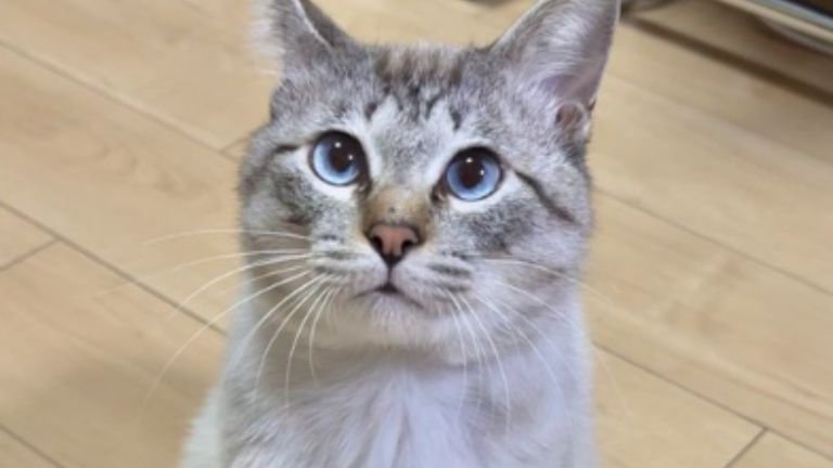 室内にいる猫