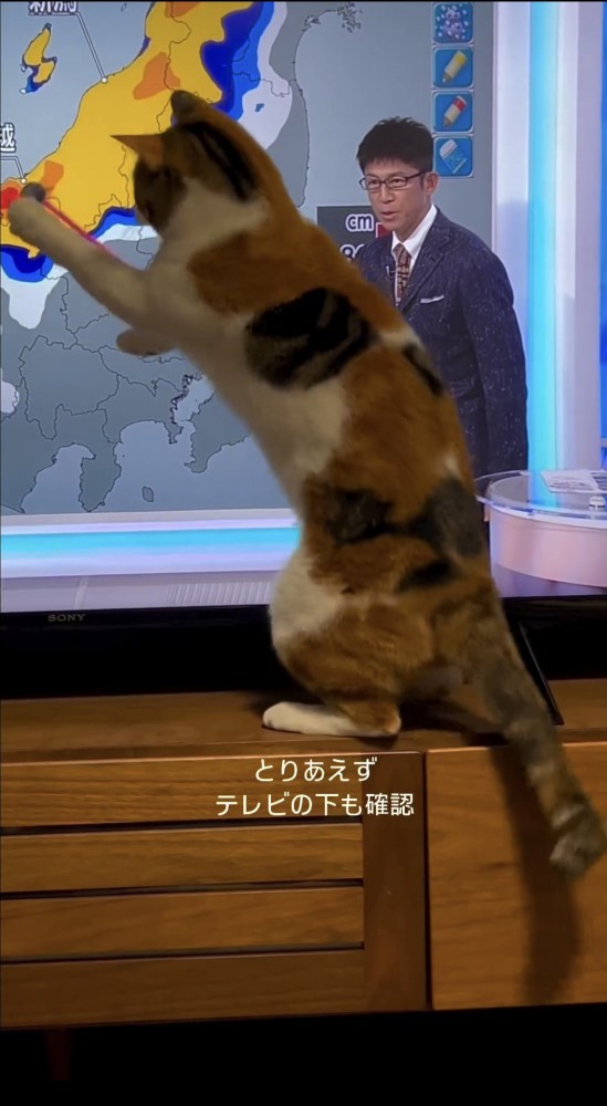 テレビを押さえる猫