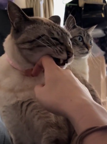 虚無顔になる猫