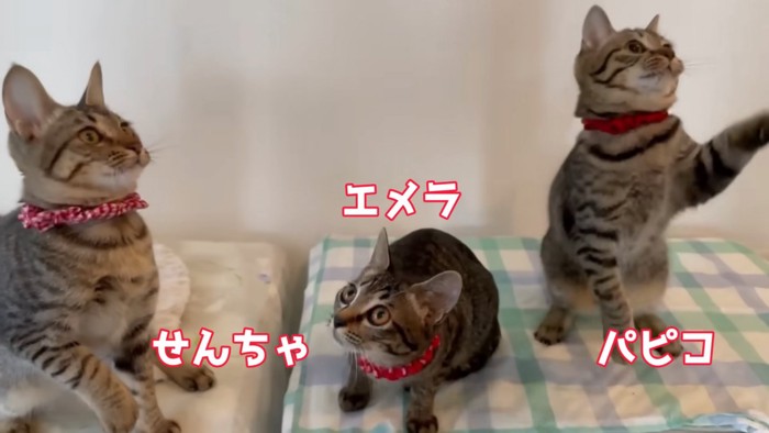 座ったり立ったりする猫たち