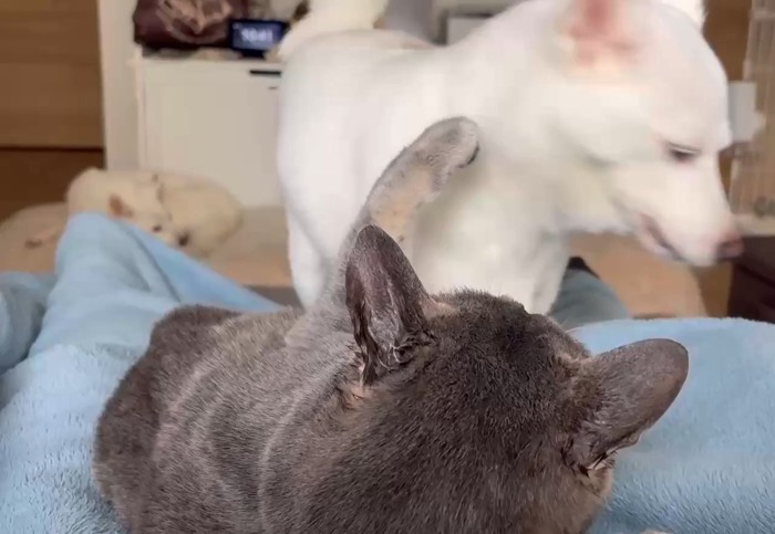 耳を舐め合う犬猫さんたち