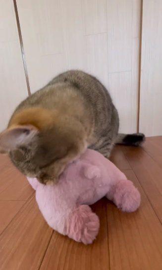 ぬいぐるみを取られたくない猫