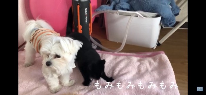 犬の横でふみふみする猫