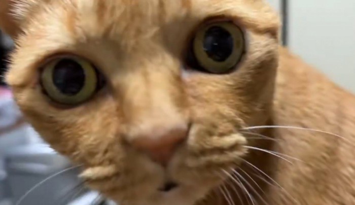 目を見開いて飼い主を見つめる猫