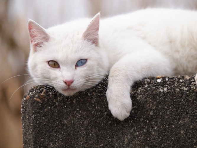 石垣の上でくつろぐオッドアイの猫