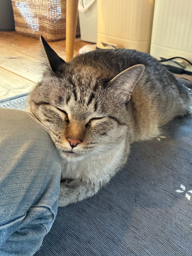 膝にくっついて眠る猫