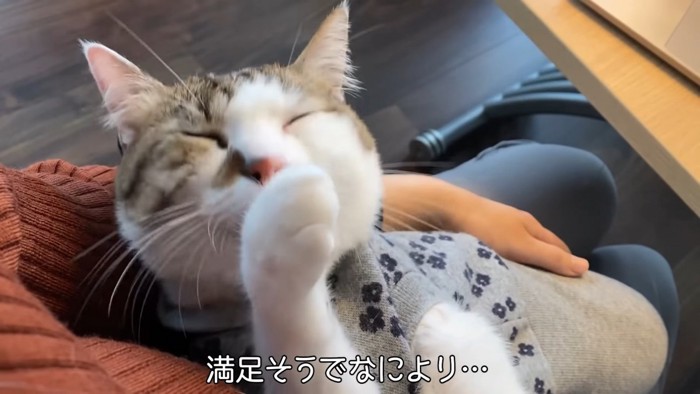 毛づくろいする猫