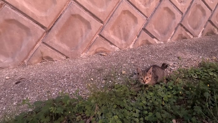 雑草の上でこちらを見る子猫