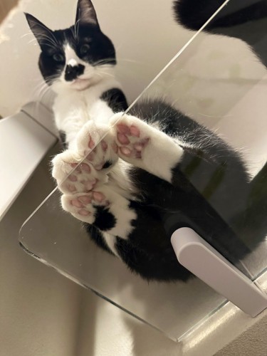 黒白のハチワレ猫がキャットステップに乗る様子