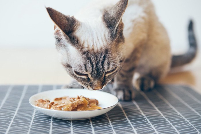 ウェットフードを食べる猫