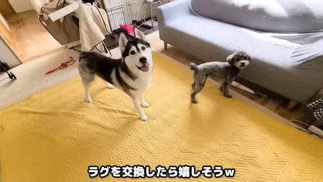 ラグの上の2匹の犬