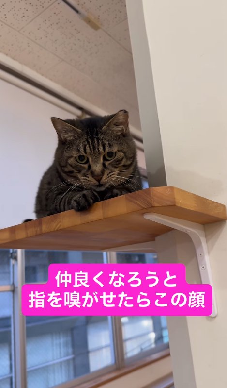 棚の上で引き気味に香箱座りをしている猫（右前足だけ前に出ている）