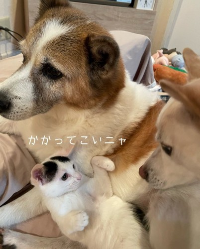 犬にパンチしそうな子猫
