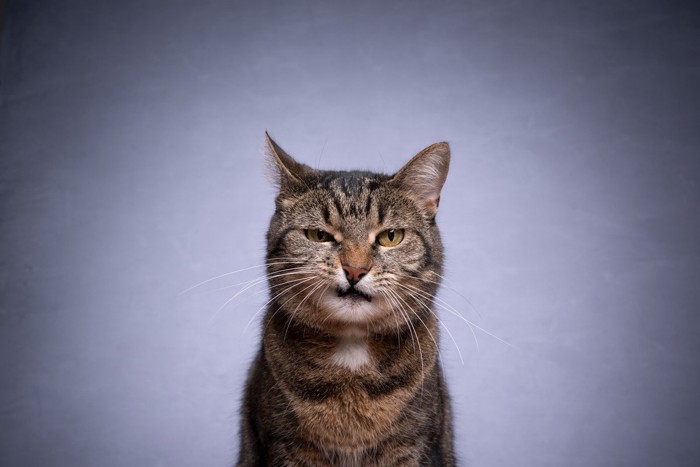 不機嫌そうな猫
