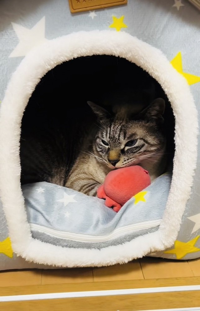 猫ハウスでくつろぐシャムミックス