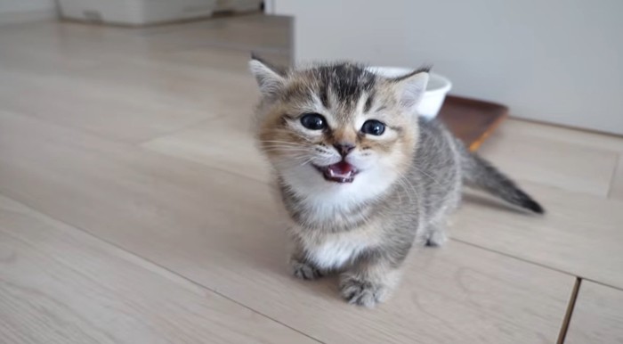 うとうとしている子猫