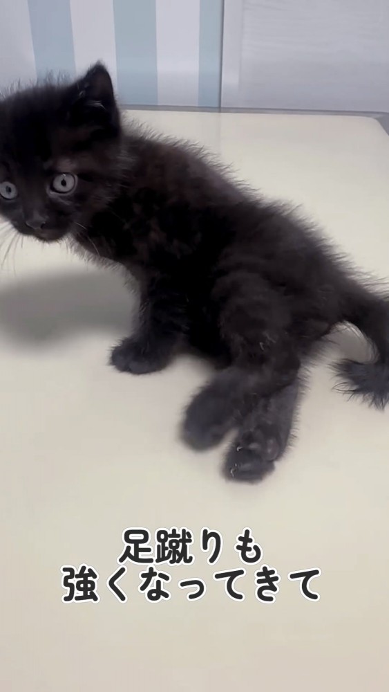 座る黒猫